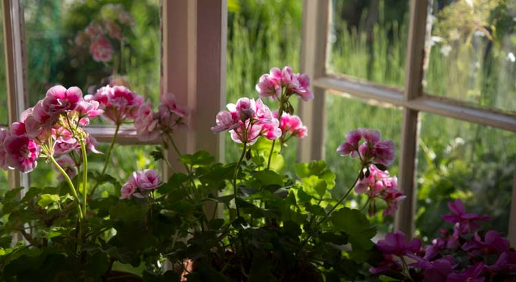 flores al lado de una ventana